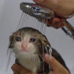 Saratonin.'s Avatar'