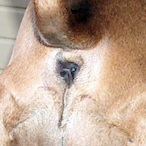 rabasicaria's Avatar'