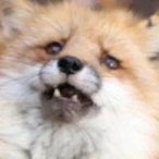 waffythefoxx_'s Avatar'