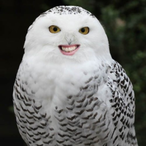 flapflapflappy's Avatar'