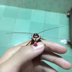 THETOEYOFGOD's Avatar'