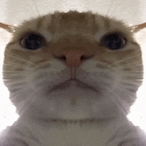 NetSilvucani's Avatar'