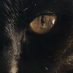 SkullCollectorD's Avatar