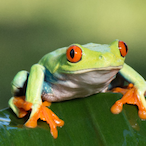 BaldFrog's Avatar'