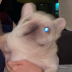 BBBBBBlarbu's Avatar'