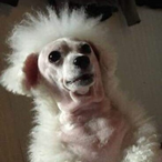 KhitanDog's Avatar'