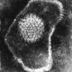 N_Gonorrhoeae's Avatar'