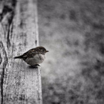 Violet_Snow's Avatar