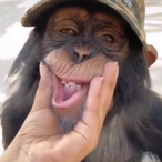 SaggyMonkeyNips's Avatar'