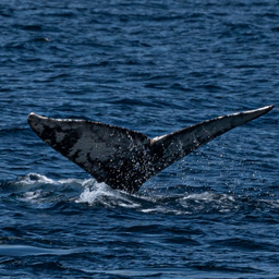 HumpbackWhales.