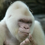 Juicy_Gorilla's Avatar'