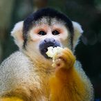 HungryMonke._.'s Avatar'