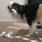 Beanie-chan's Avatar'