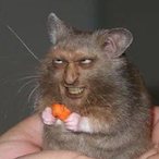 TNO.Kimple's Avatar'