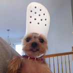 zozocrazybones's Avatar'