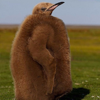 BabyKingPenguin's Avatar'