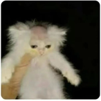 Baldkat's Avatar'