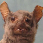 MelloGoose's Avatar'