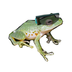 TwoTundra334411's Avatar'