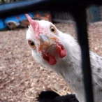 chicken43210's Avatar