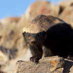 thehoneybadger.'s Avatar'