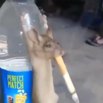 RatVaporizer's Avatar'