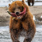 VikingBear98's Avatar'