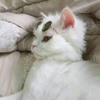 QDbyNoxa's Avatar'