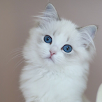 Crux_Not_Found's Avatar'