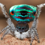 Disco-Spider's Avatar'