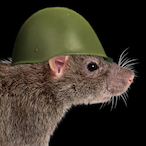 Haarisololo's Avatar'