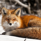 RedFox-S's Avatar'