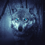 BlackWolfGTx's Avatar'