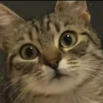 ZsZs0's Avatar'