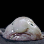 FishFlop28's Avatar'