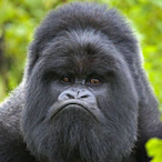 sheisty_monkey's Avatar'