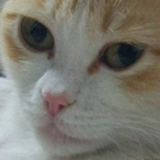 shibireta.'s Avatar'