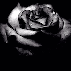 B_black_Rose_'s Avatar'