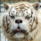 SchwertiTV's Avatar'