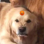 FrownyDoggo's Avatar'