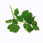 cilantro__'s Avatar'