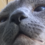 ItsMeTheGrizzly's Avatar'
