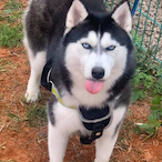 Husky.Is.A.Wolf's Avatar'