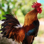 pushychicken's Avatar'