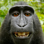 OGTURTLE71204's Avatar'