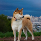 TheFirstShiber's Avatar'