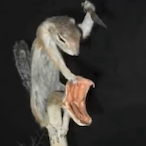 ShivSquirrel's Avatar'