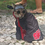 estojo's Avatar'