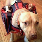 he_is_my_dog's Avatar'