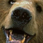 Budget.Bearr's Avatar'